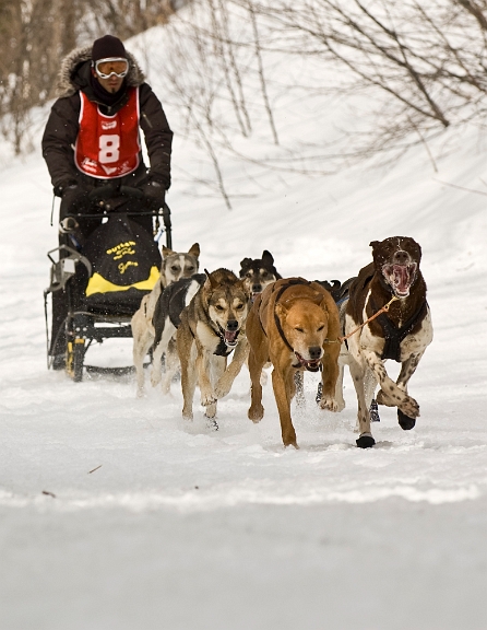 2009-03-14, Competition de traineaux a chiens au Bec-scie (131728).jpg - Dans le parcours
